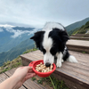 Portable Collapsible Dog Bowl BPA Free TPE ABS Collapsible Pet Bowl Portable Dog Feeder with Adjustable Height for Travel